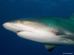 This photo was taken at Shark Wall, while diving with Stu... by Steven Anderson 